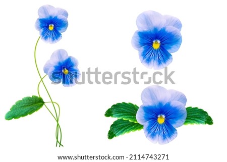 Beautiful garden flowers. pansies isolated on white background. 