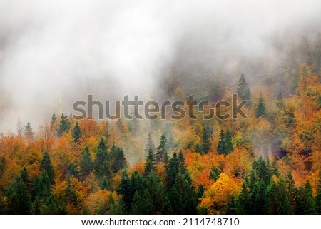 Autumn forest landscape in the National Park of Triglav, Slovenia, Europe                               