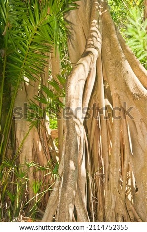 front view, medium distance of exposed tree roots in a dense, tropical forest with spotty sunshine