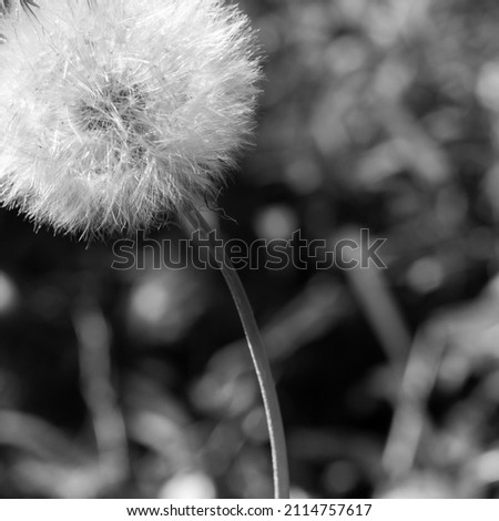 Macro artistic black and white picture of araxacum officinale, commonly named dandelion, Colombia.