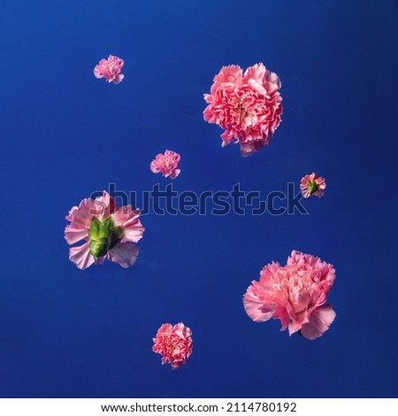 Creative arrangement with light pink flowers on dark blue background. Minimal nature concept. Modern colors idea.