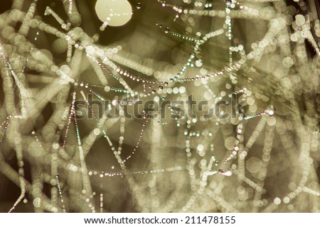 close up spiderweb with dew droplets