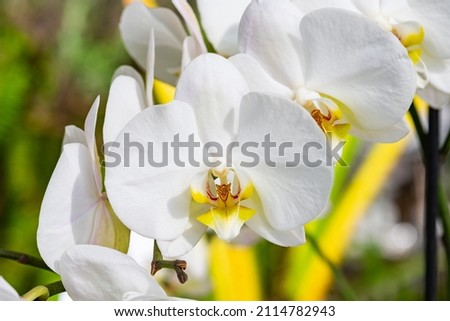 White orchids COLOMBIA sky background 