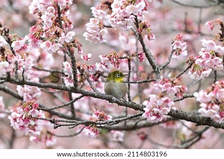 White-eye with cold cherry blossoms in Marugame City, Kagawa Prefecture, Shikoku