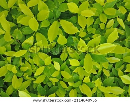 Picture of a green leaves