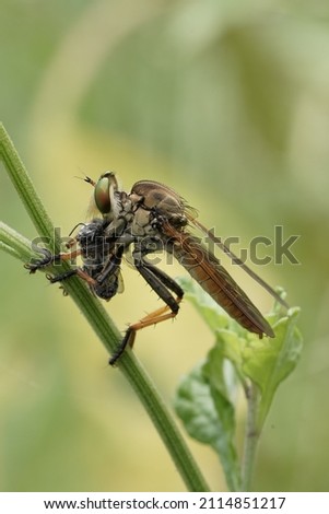 robber fly gets its prey, Robber fly (Asilidae) is an aggressive predator. He searches actively for victims during the day. selective focus. Ommatius is a genus  of robber fly