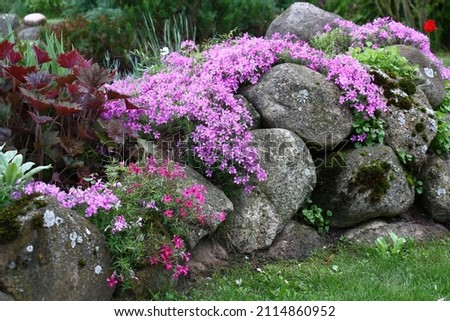 Spring day.The drought-resistant phlox subulata well grows at tops of garden hills. At plentiful flowering forms motley carpets of bright tones. Royalty-Free Stock Photo #2114860952