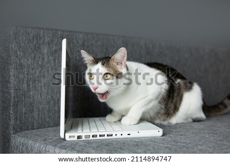 Cat and white laptop, funny cat sits at the computer. Remote work, freelancing from home, a cat with a tongue Royalty-Free Stock Photo #2114894747