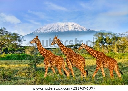 Giraffes and sunset in Tsavo East and Tsavo West National Park in Kenya Royalty-Free Stock Photo #2114896097