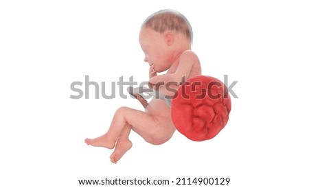 3d rendered medically accurate illustration of a human fetus - week 28