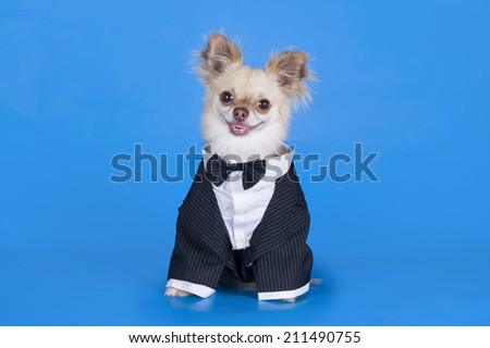 Chihuahua in a business suit 