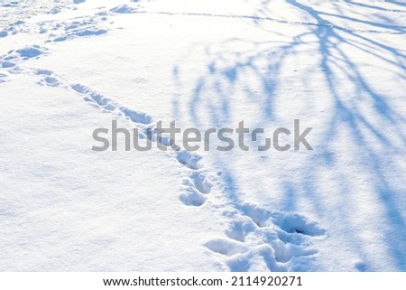 Winter day: a shadow from a birch falls on a path made of footprints on white snow, space for text