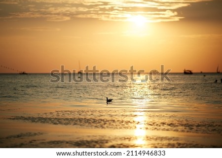 seagull on the waves in the sea against the background of sunset or dawn