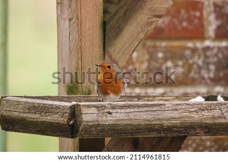 close up of a robin redbreast (Erithacus rubecula) feeding from a wooden bird feeder table
