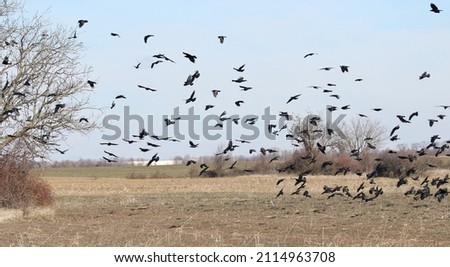 Flock of birds, Rook, Jackdaw and Crow