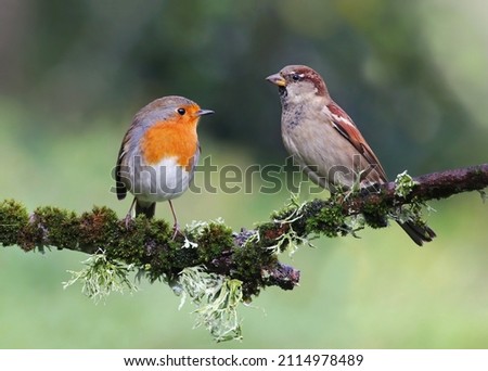 House sparrow (Passer domesticus) and robin (Erithacus rubecula) standing on a branch. Cute garden birds from different species interacting in natural environment. Two colorful birds background image.