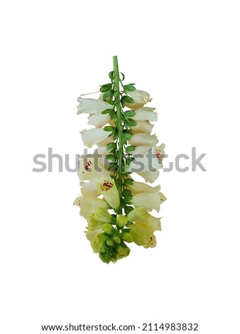 Digitalis purpurea or foxgloves  is also used for drug preparations that contain cardiac glycosides. Flowers of Foxglove isolated on a white background.The flowers are tubular in shape.