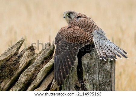 Kestrel (falco tinnunculus) wild in the United Kingdom . Adult female Kestrels fighting over a mouse with an autumnal backdrop