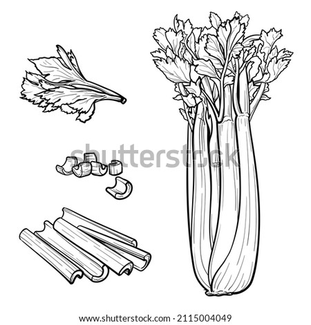 Set of Celery on white background. Vector illustration of celery. Royalty-Free Stock Photo #2115004049