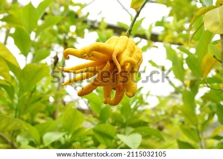 Citrus Fruit Buddha's hand. Fruit, Citrus plant - medica digitata (mano di buddha) view from below. Citrus Fruit on the tree