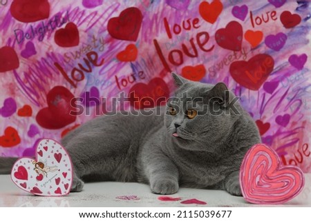 British cat posing on the background of hearts