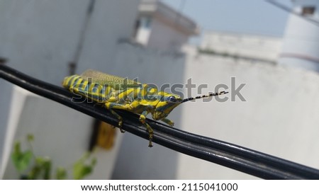 Grasshopper yellow blue colour in garden. grasshopper on road. Locusts in the garden, on leaves. locust outside. locust on the leaves. Caelifera  insects . arthropoda. pictures of grasshopper. clicks 