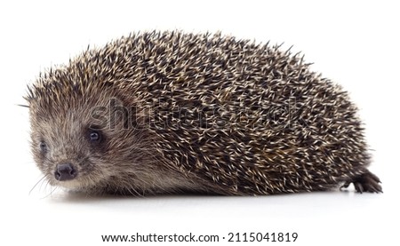 One big brown hedgehog isolated on a white background.