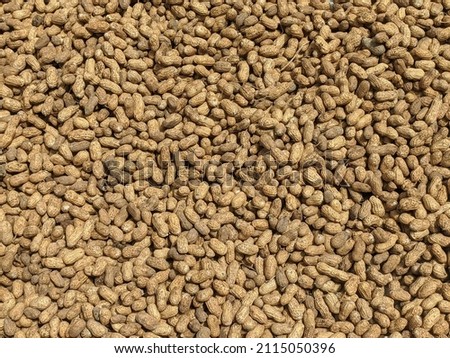peanuts that are stocked for drying in the sun