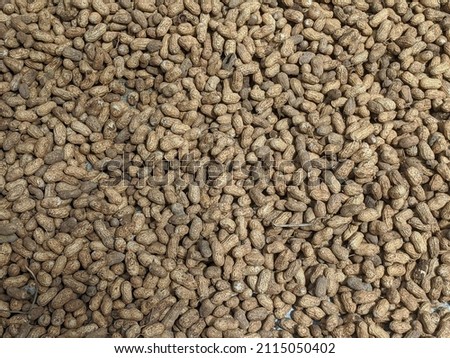 peanuts that are stocked for drying in the sun