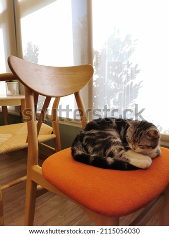 black and white cat lying on orange armchair