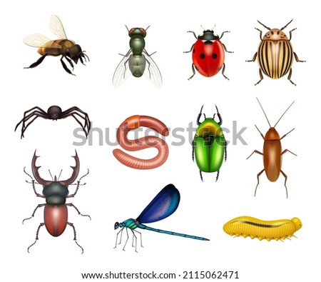 Insects. Realistic flies dragonflies ants insect pests larvae butterflies decent vector colored pictures of scarab or beetles bugs