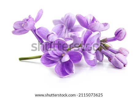 Purple lilac flowers closeup isolated on white background. Royalty-Free Stock Photo #2115073625