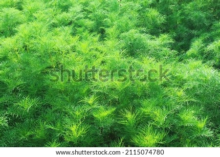 Green nature background, natural green leaves, freshness concept