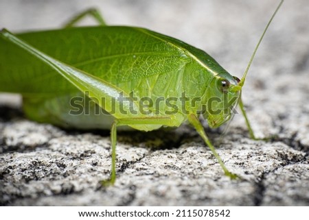 Katydid bush cricket green up close Royalty-Free Stock Photo #2115078542