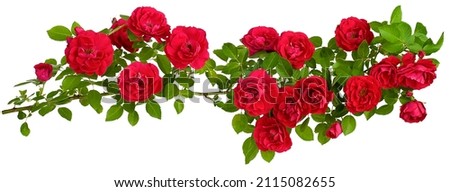 A long straight branch of a rosehip bush with red flower buds highlighted on a white background in close-up. Royalty-Free Stock Photo #2115082655