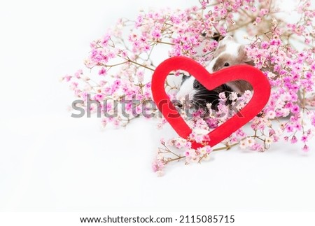 Two decorative satin mice sit in pink flowers and look out through a red heart on a white background with copy space. Valentine's Day. Pets - rodent.