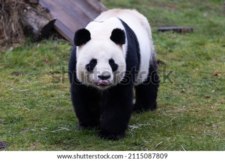 Portrait of a panda in the meadow