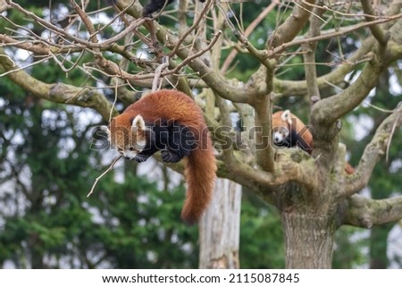 Red panda playing in the tree