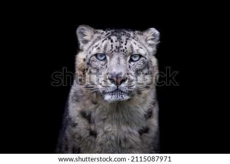 Portrait of a snow leopard with a black background