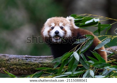 Red panda eating bamboo in the forest