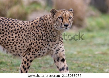 Portrait of a cheetah in the meadow