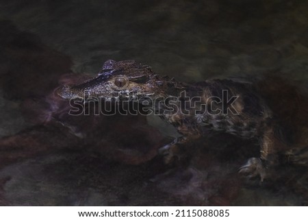 Portrait of a crocodile resting in the lake