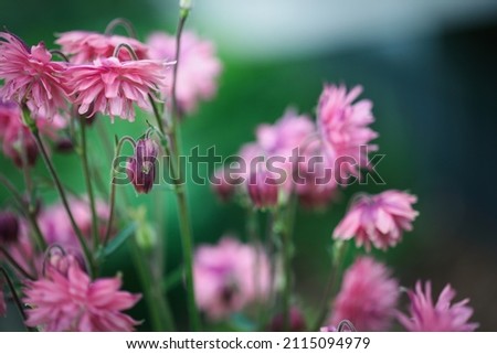 Abstract of beautiful Aquilegia vulgaris 'Clementine Salmon-Rose' blossoms in the flower garden. Selective focus on center bud with blurred foreground and background.