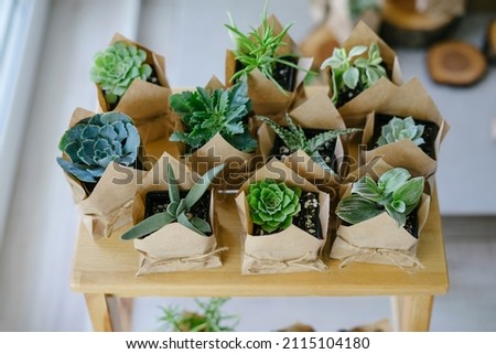 Houseplant store. A large set of indoor small plants. Flower shop. Succulents in an eco paper bag. Eco friendly reusable eco bag and succulents. Wooden sawn. Royalty-Free Stock Photo #2115104180