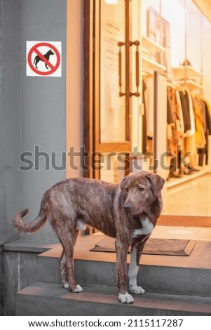 A sad lonely dog stands on the steps of the store and waits for the owner - dogs are not allowed in - discrimination against animals