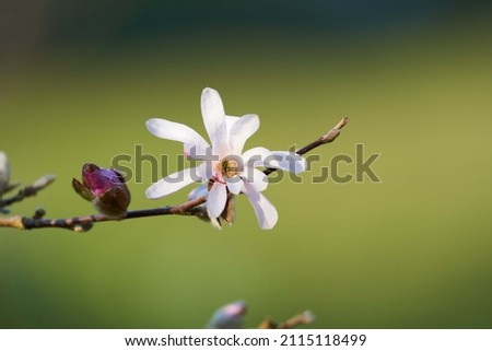 Close-up of a Magnolia in bloom