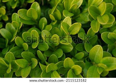 Boxwood evergreen - top view. Blurred focus, in sharpness the upper edges of the leaves. Soft focus on the photo.