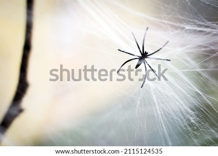 Close look at a spider and its web