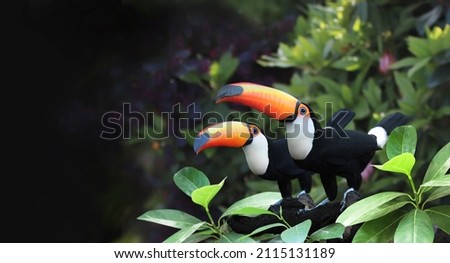 Horizontal banner with two beautiful colorful toucan birds (Ramphastidae) on a branch in a rainforest. Couple of toucan bird and leaves of tropical plants on blurred background. Copy space for text