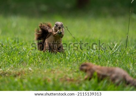 Fantail Squirrels scrounging for food and nuts on the ground while playing with each other in a nature conservation reserve. 